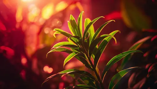 What Is Bright Indirect Light? A Simple Explanation for Plant Owners