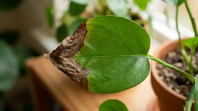 Why is my houseplant dying?
Brown crispy tips on houseplant leaves from low humidity or fertilizer burn
