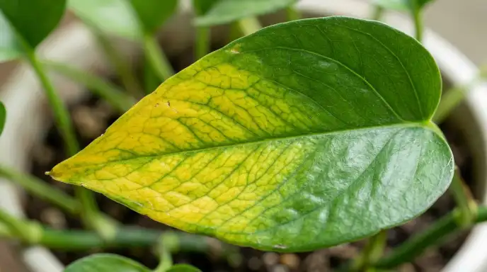 Why is my houseplant dying?Houseplant dying symptoms guide with yellow leaves, brown tips, and wilting
