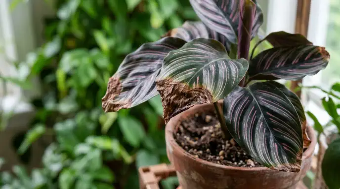 Close-up of houseplant with crispy brown leaf tips