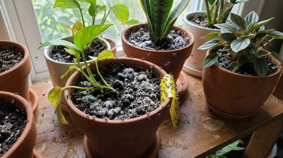 increase humidity for indoor plants