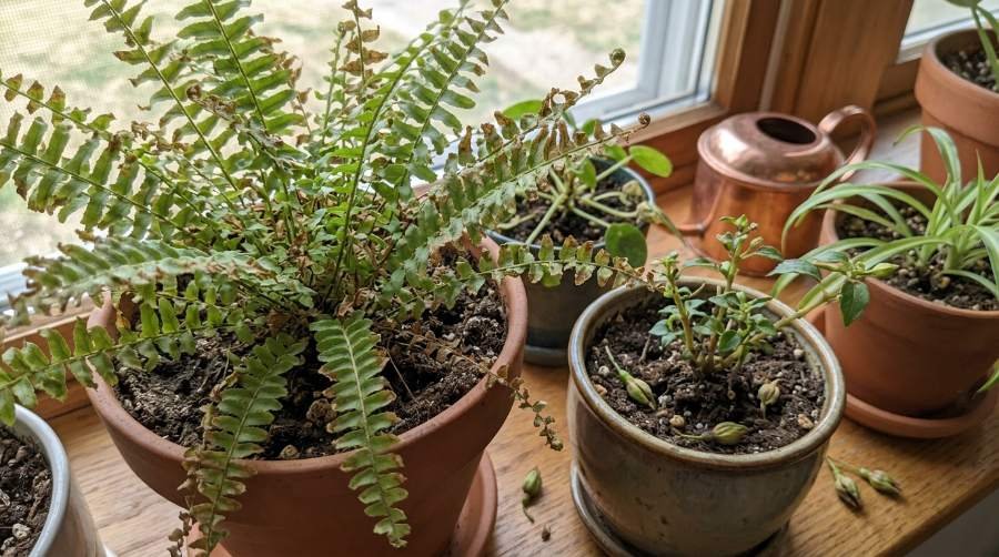 increase humidity for indoor plants
