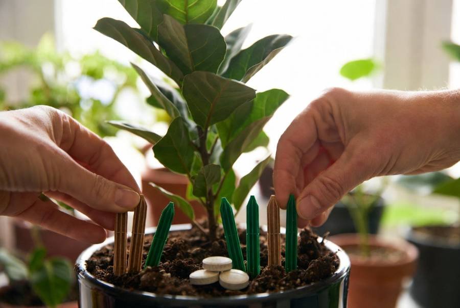 fertilizing indoor plants

