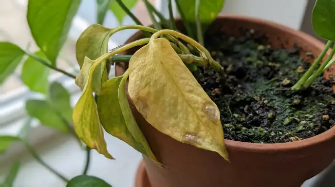 Close-up of overwatered houseplant with soft, mushy yellow leaves and root rot