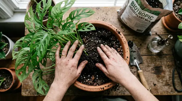 Hands repotting a Monstera plant into fresh potting soil for indoor plants