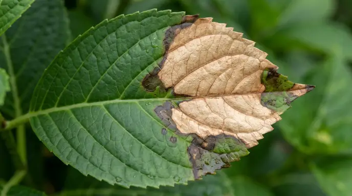 Plant leaf showing old sunburn damage with new wet, dark brown spots developing around the edges, indicating a secondary bacterial infection at the burn site.