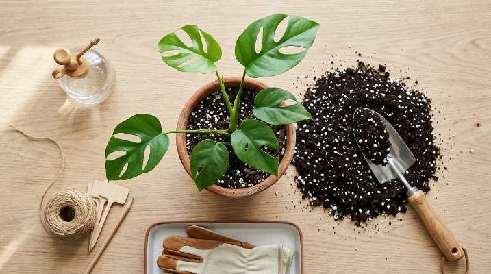 best perlite potting mix for houseplants flat lay on gardening table