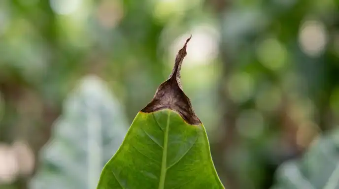 Step-by-step guide to trimming brown crispy leaf tips with scissors

