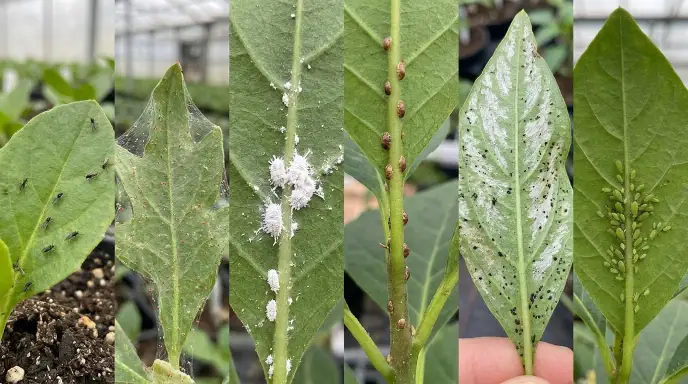 Side-by-side comparison of fungus gnats, spider mite webbing, mealybugs, scale insects, thrips damage, and aphids on houseplant leaves