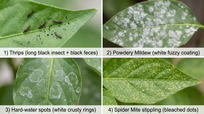 Visual comparison collage of common spider mite look-alikes including a winged thrips insect, fuzzy white powdery mildew spots, crusty hard-water mineral rings, and actual bleached stippling damage from spider mites.