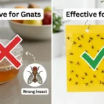 Comparison showing apple cider vinegar traps with a red X for fungus gnats, labeled as attracting only fruit flies, versus a yellow sticky card with a green checkmark as the correct monitoring tool for fungus gnats.