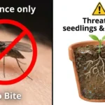 Split image showing adult fungus gnats do not bite humans (crossed-out bite mark) but their larvae are a genuine threat to seedlings and fresh cuttings by feeding on delicate fine roots.