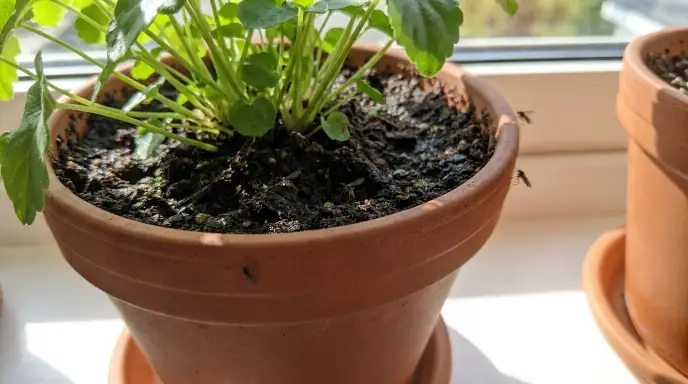 Small fungus gnats flying above moist potting soil in an indoor plant pot