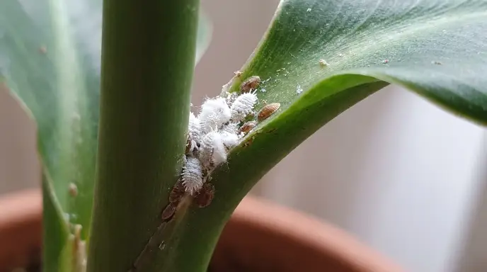 Mealybugs and scale insects hiding near a houseplant stem and leaf joint