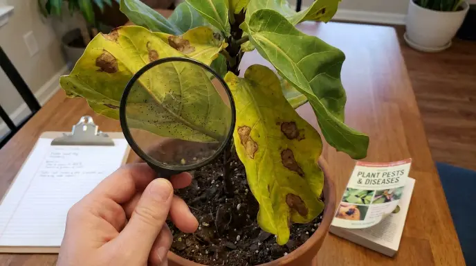 Indoor plant with yellow leaves, leaf spots, and visible pest damage being diagnosed