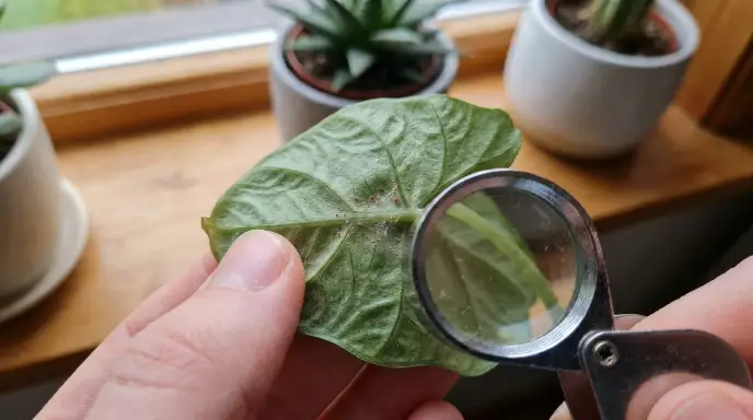 Underside of a houseplant leaf being checked for spider mites and other pests