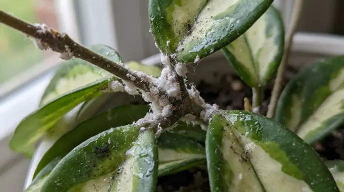 How to Get Rid of Mealybugs on Houseplants for Good (6-Week Treatment Plan)